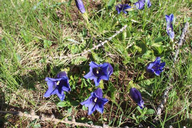 Viola rupestris in una valle selvaggia